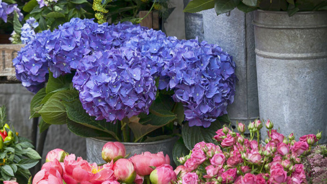Foto: Shutterstock Foto: Shutterstock