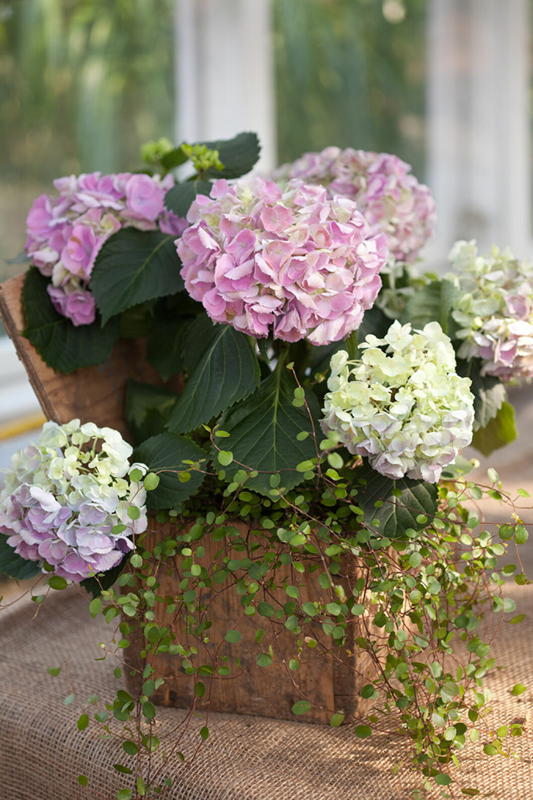 Foto: Blomsterfrämjandet Hortensia i kruka
