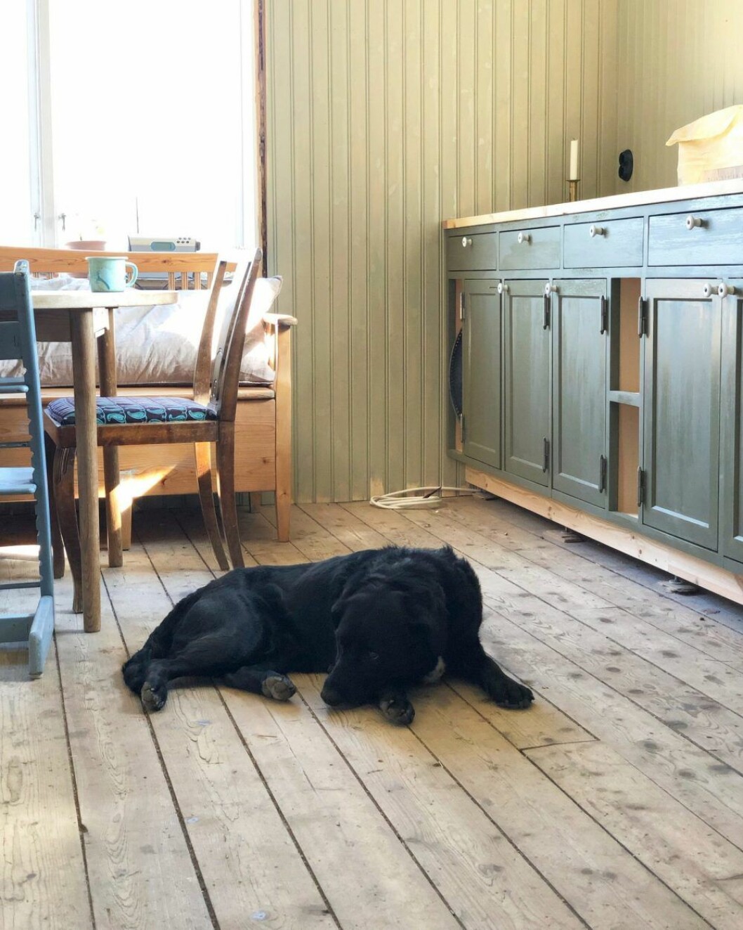 Hund i köket