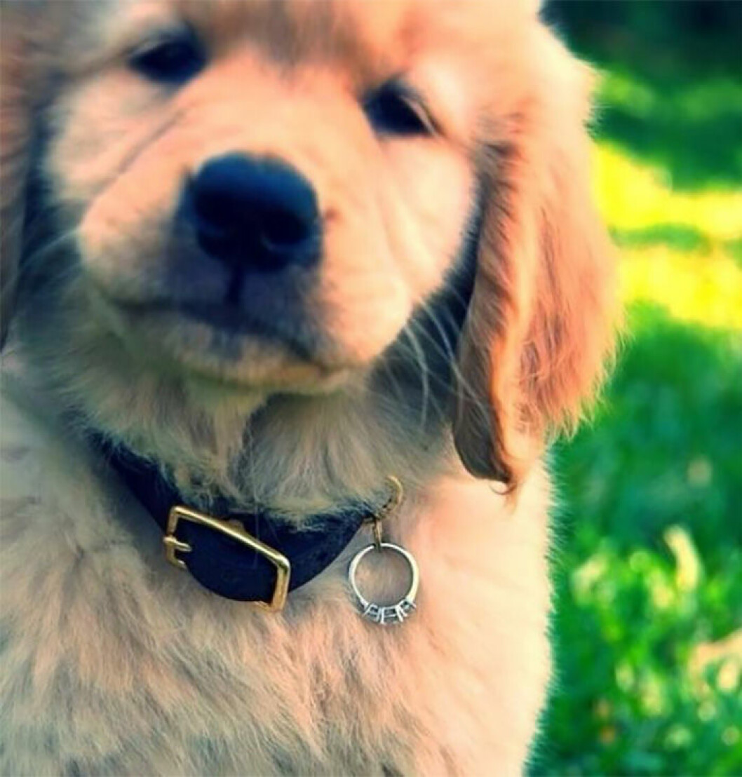 Via: <a href="http://stories.barkpost.com/cute/dog-proposal/" target="_blank" rel="noopener">stories barkpost</a> Hund med en förlovningsring på sitt hundhalsband.