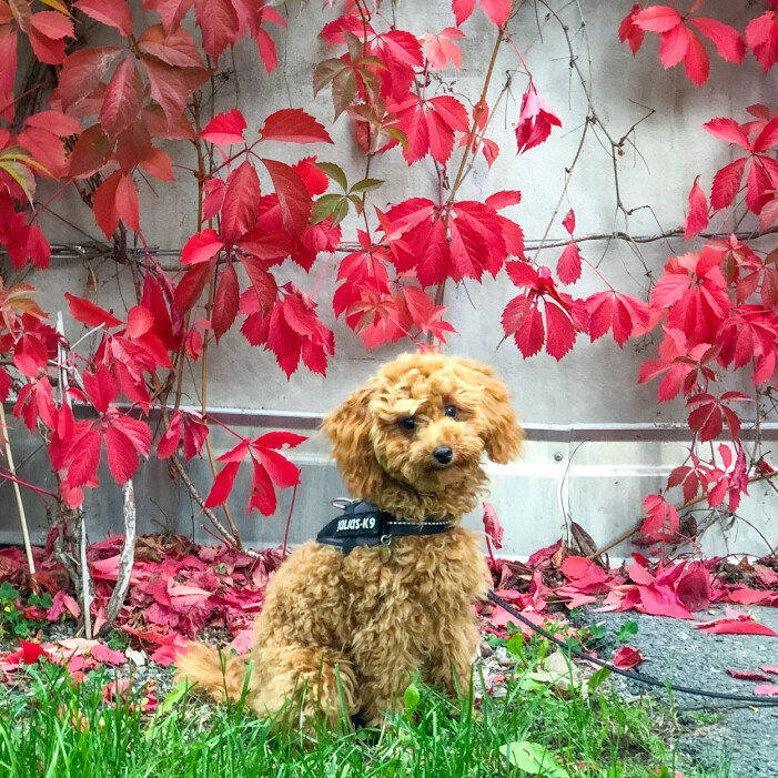 Juniper, cirka sex månader. Hundvalp 6 månader.