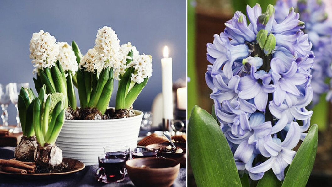 Foto: Plantagen, Shutterstock hyacint-skotseltips