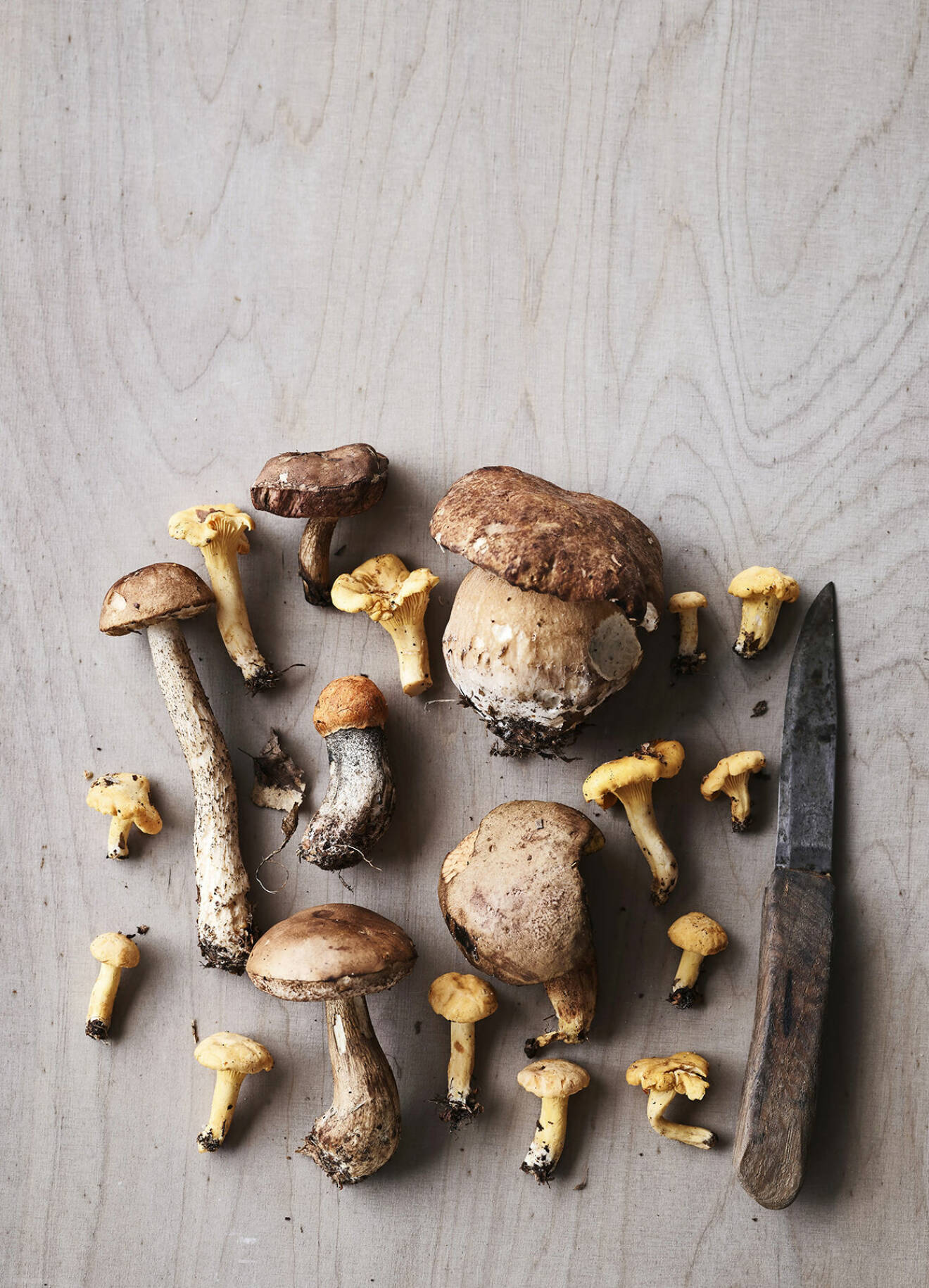 Det fina med svampar är att de har så många användningsområden – ät färska, torka, färga kläder är bara några exempel