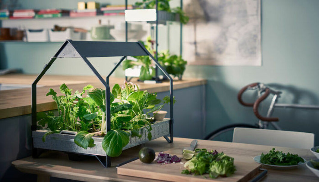 Foto: Ikea ikea-krydda-vaxa