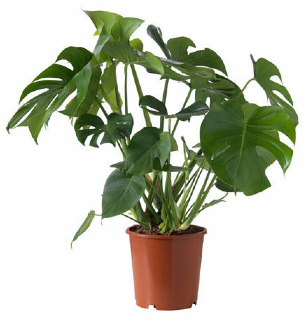 ikea_monstera