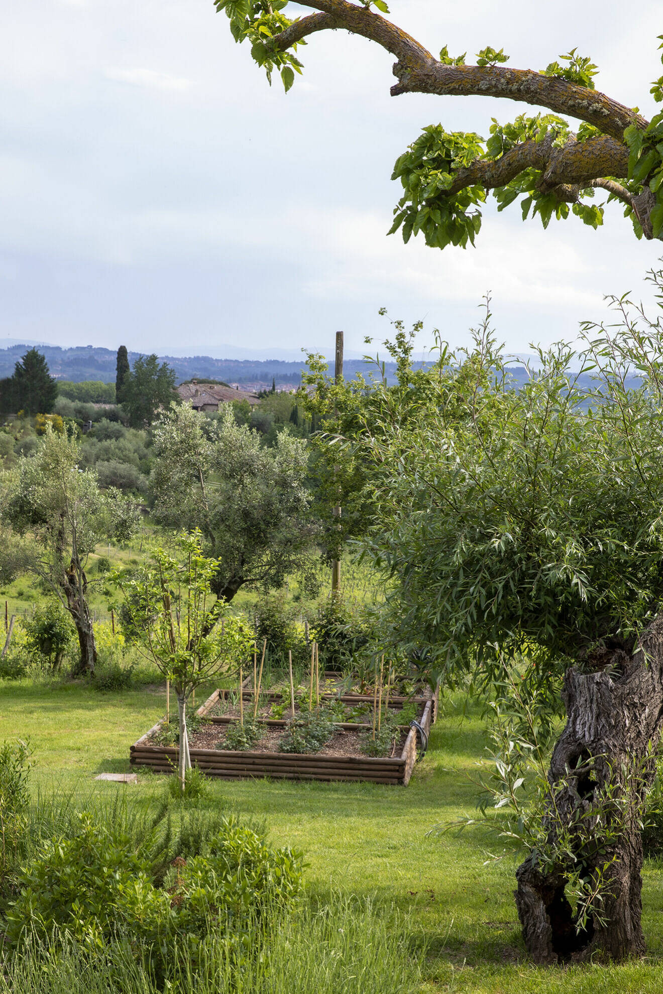 Landskapet runt Siena i Chianti bjuder på en klassisk siluett med böljande kullar och olivlundar. Liselotte och hennes man har precis börjat sätta fart med planeringen av sin trädgård.