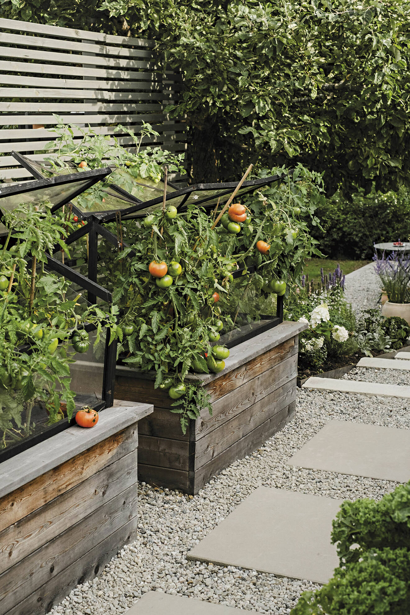 Tomater går bra att odla även på balkongen.