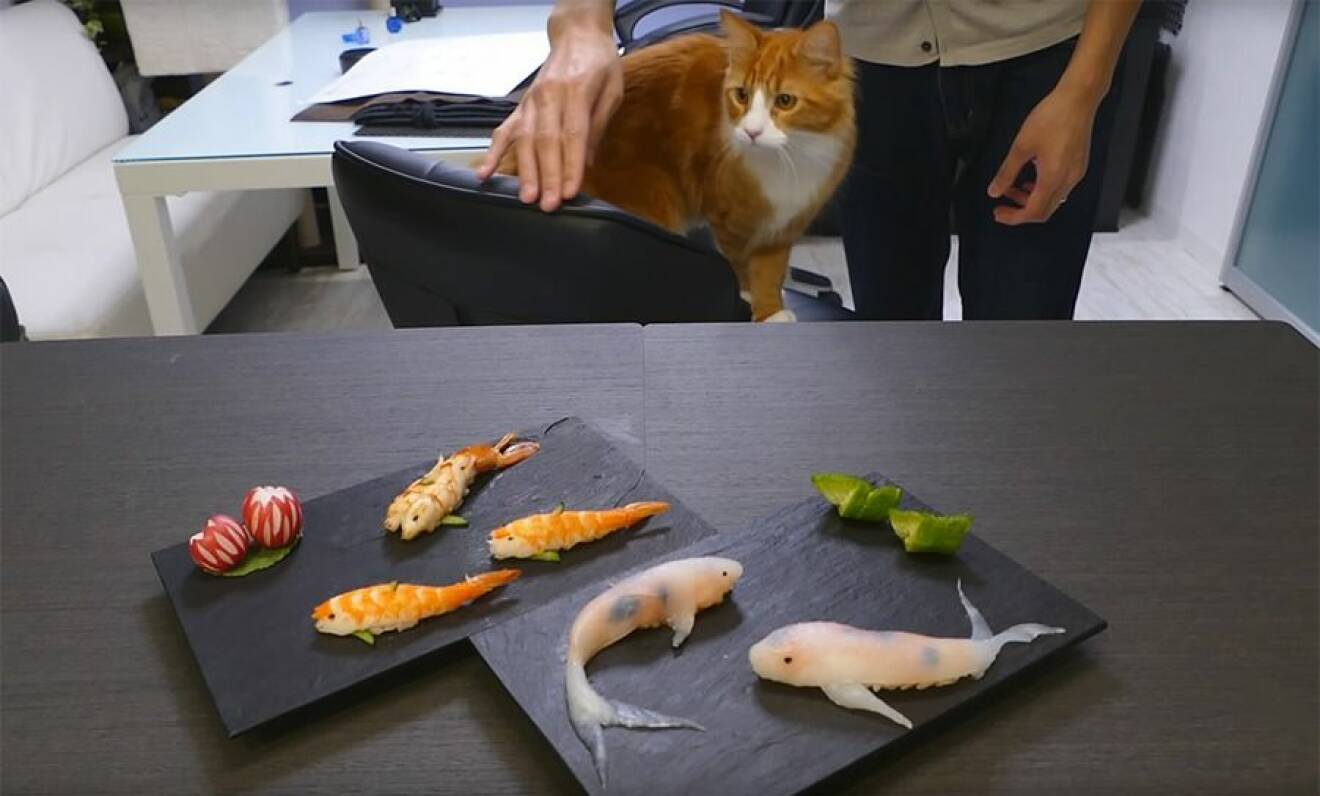 sushi-fiskar-katt