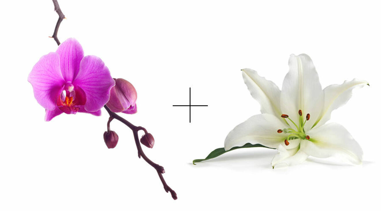 Orkidé och lilja passar bäst för vattumannen. 