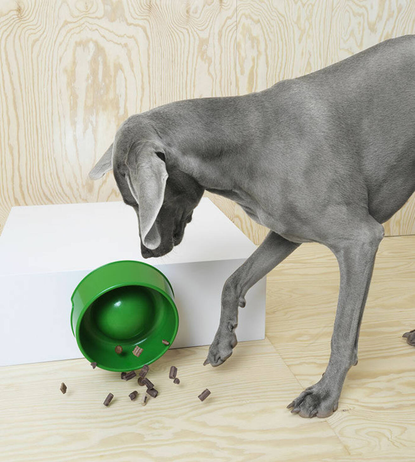 Hund som har ut mat ur hundskål.