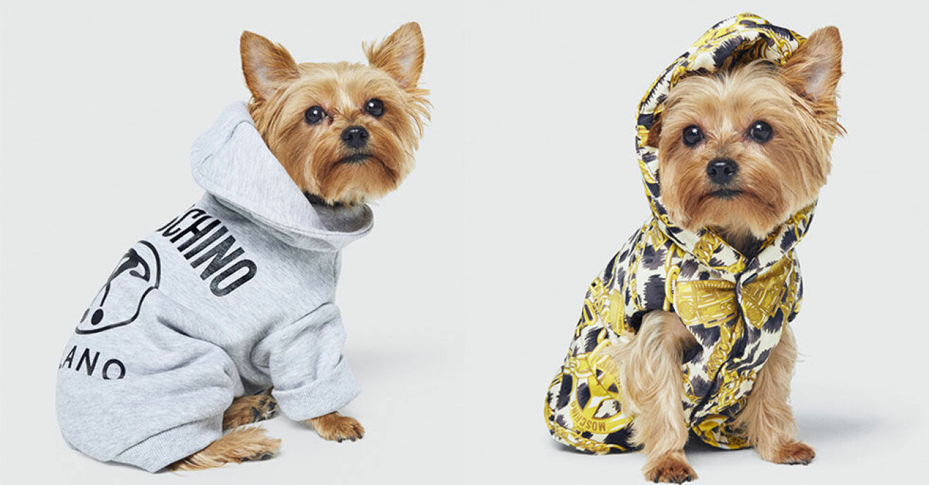 H&M och Moschino samarbetar kring en kollektion frö hundar