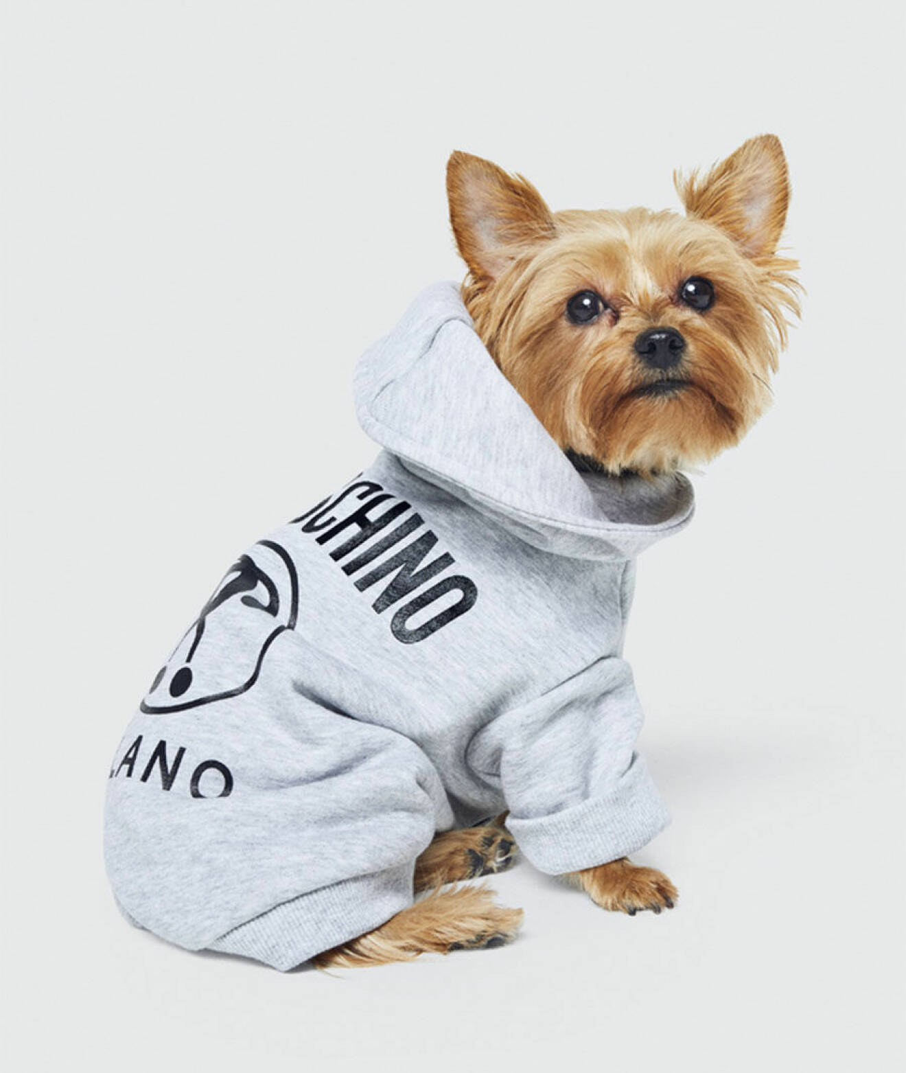 H&M och Moschino samarbetar kring en kollektion frö hundar