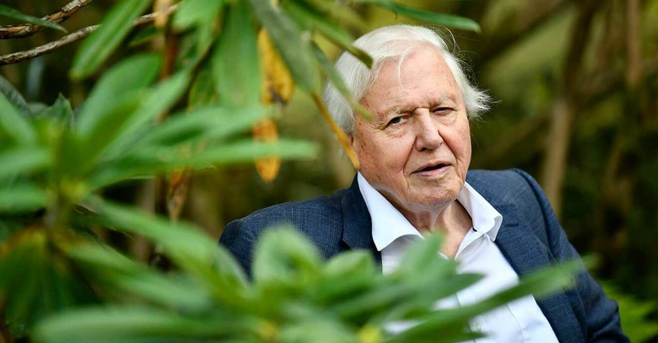 David Attenborough I Netflix nya serie Our Planet