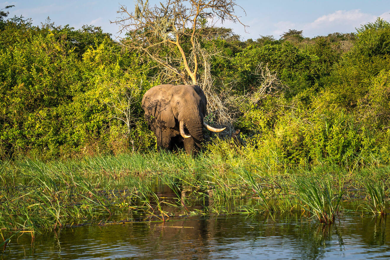 Lyxiga elefantäventyr i Rwanda.
