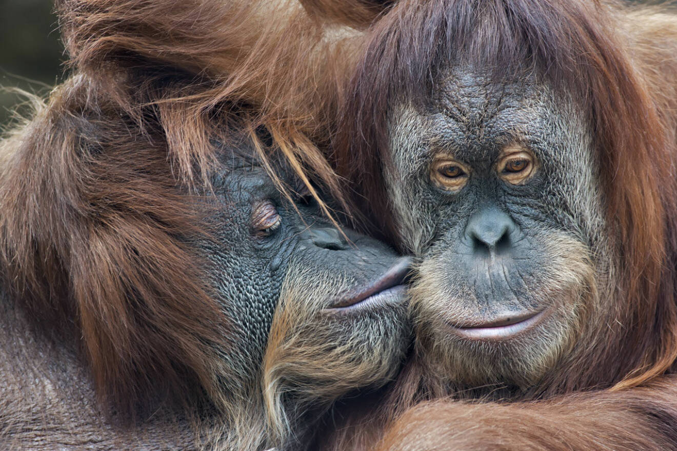 Apor kysser varandra som människor. 