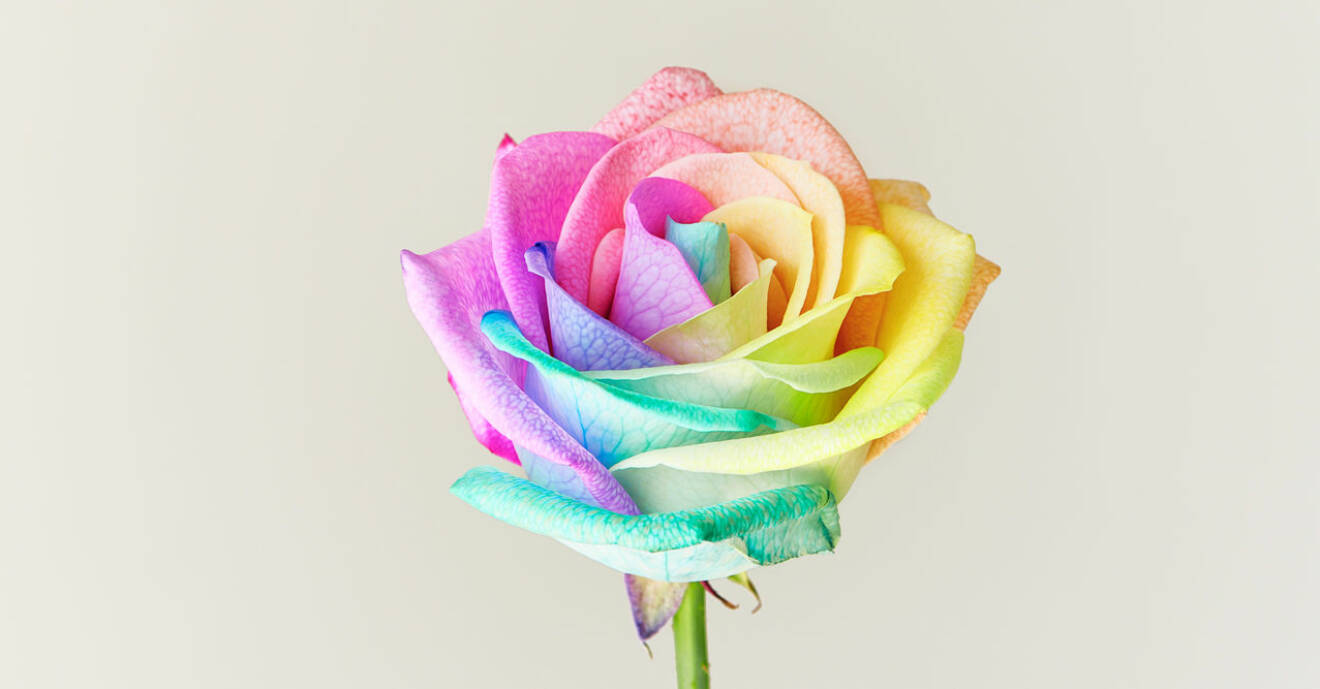 Så gör du en regnbågsfärgad ros (och här kan du köpa en)