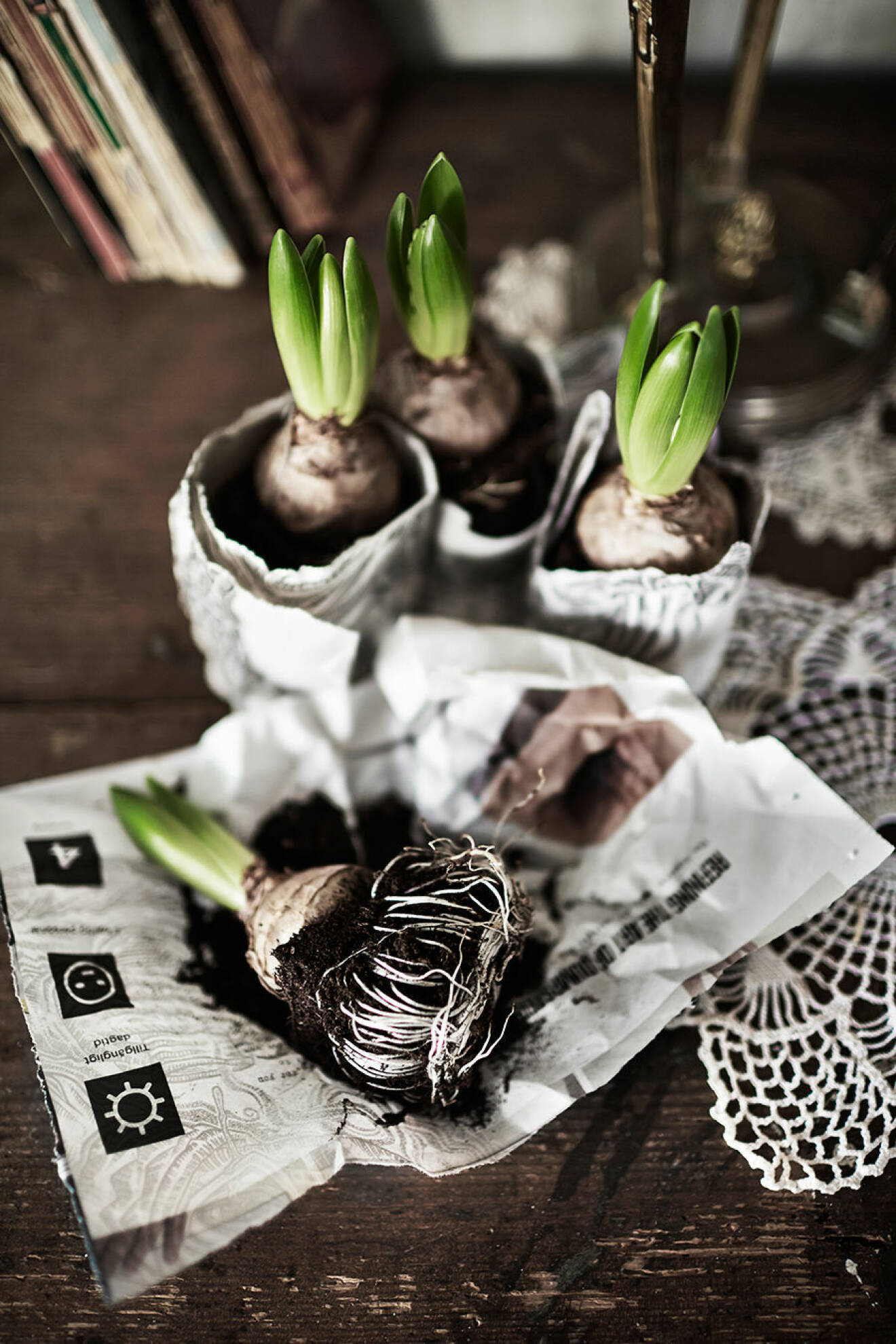 Vita hyacinter inlindade i tidningspapper