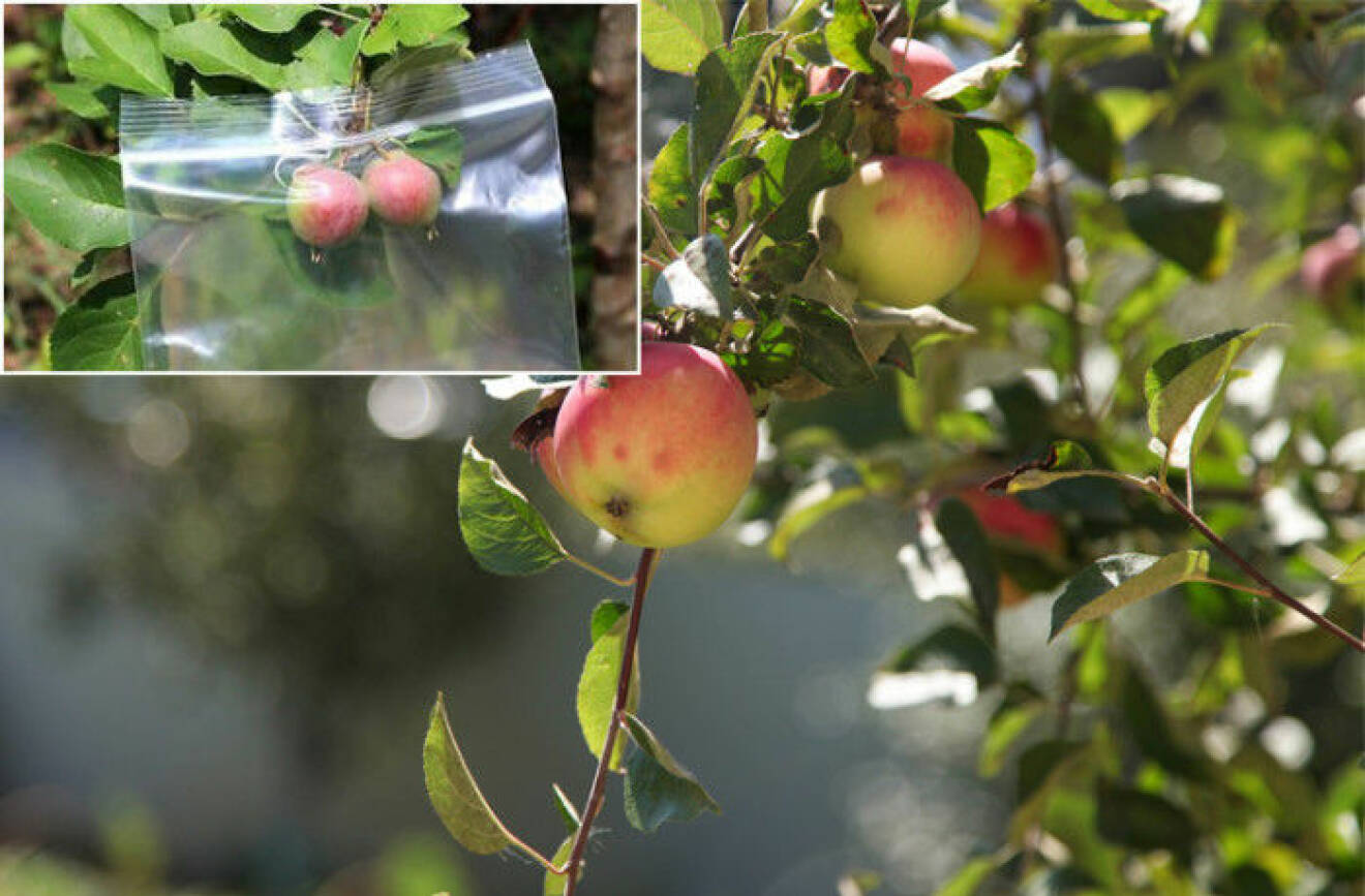 Zippåsar skyddar äpplena i trädet
