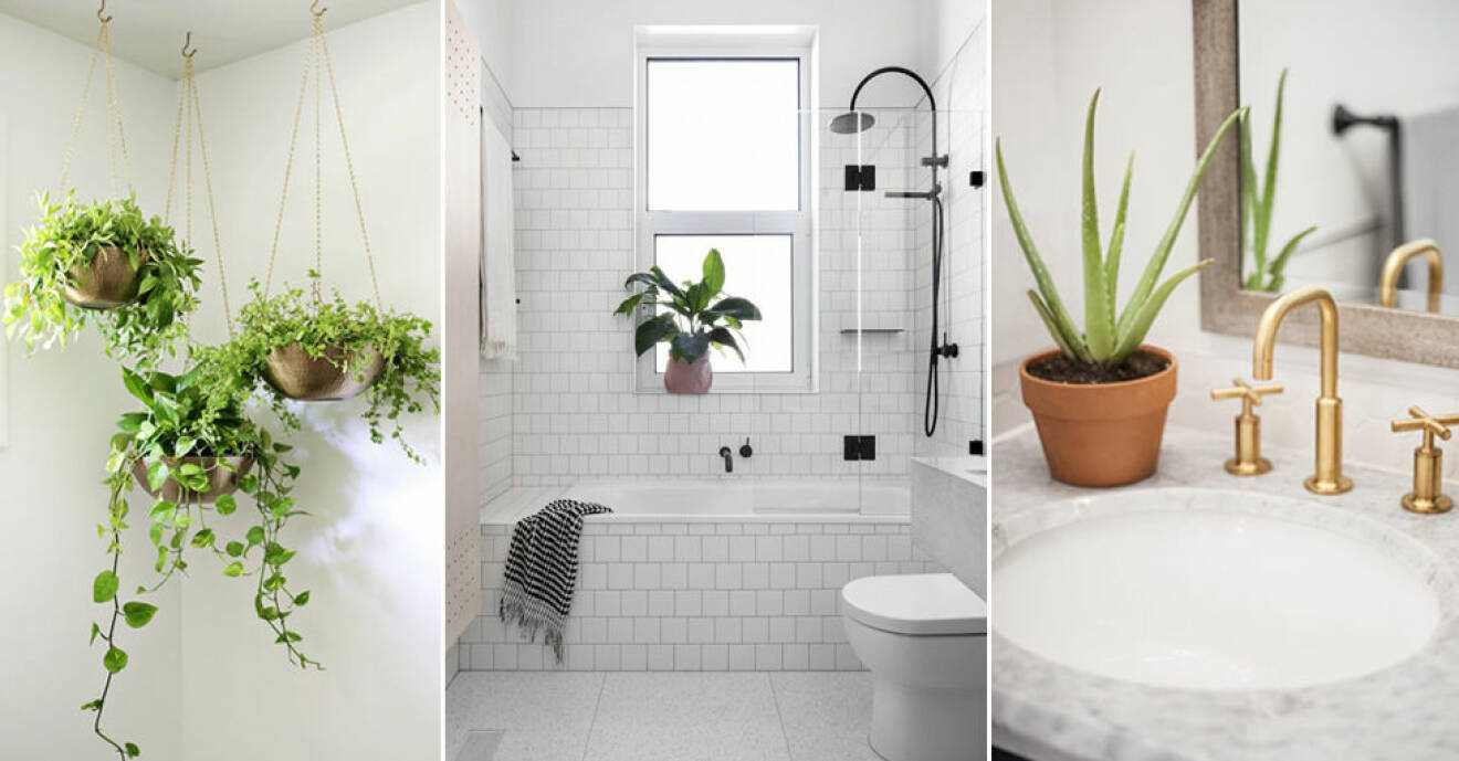 Så dekorerar du växter i badrummet.