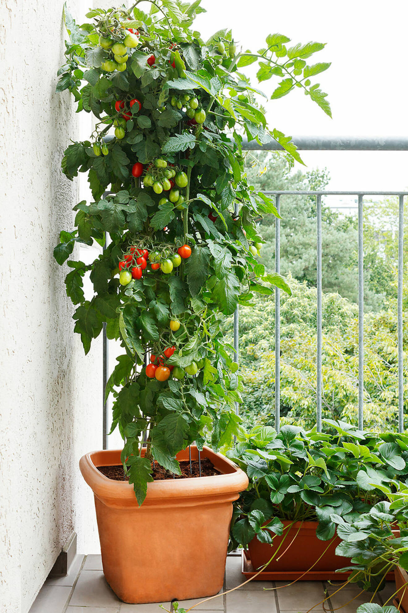 Tomatplanta på balkongen