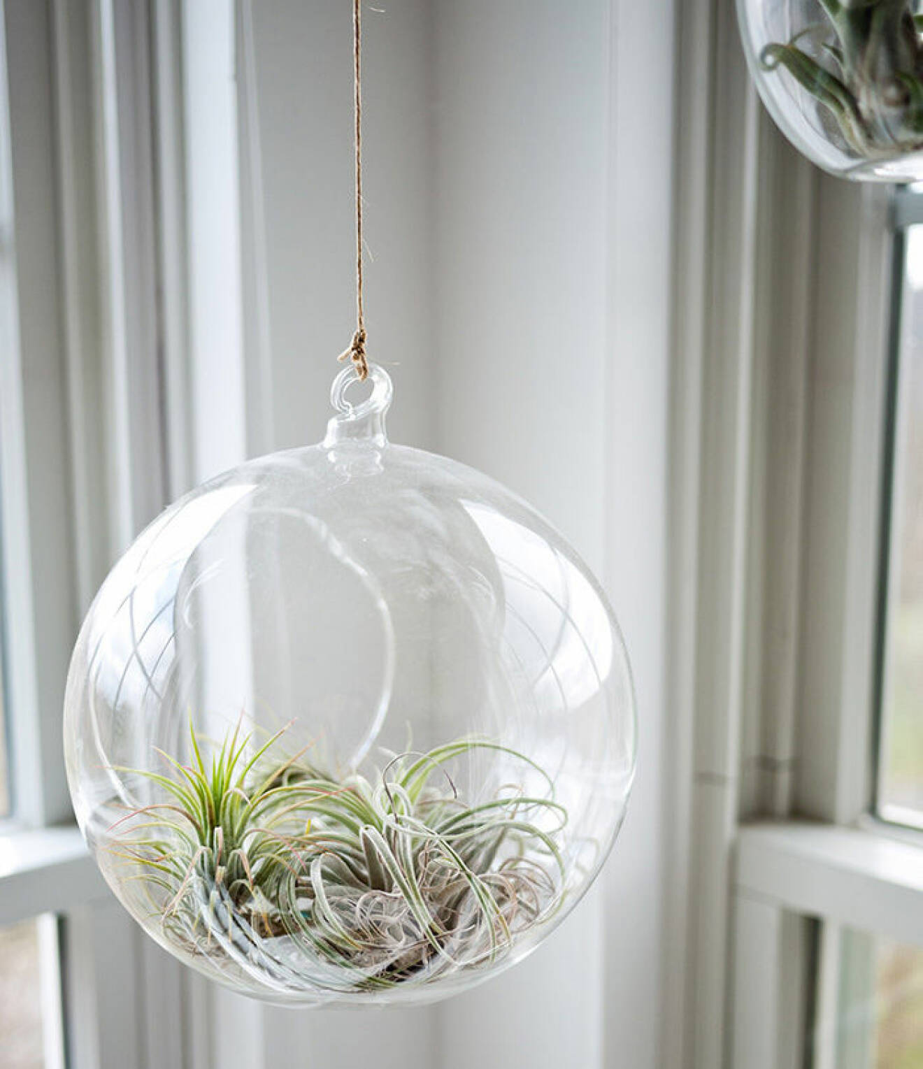Luftplanta hängandes i en glaskula