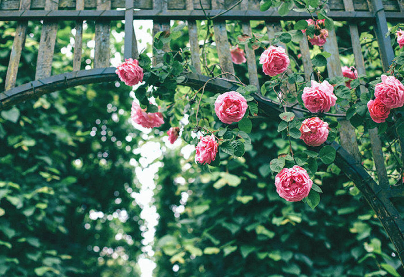 Rosa rosor i naturen