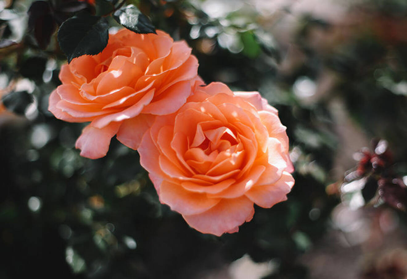 Två orange rosor i närbild