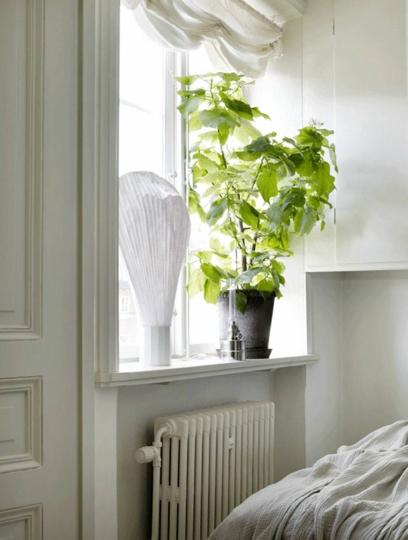 Växter ger ett helt nytt ljus i hemmet