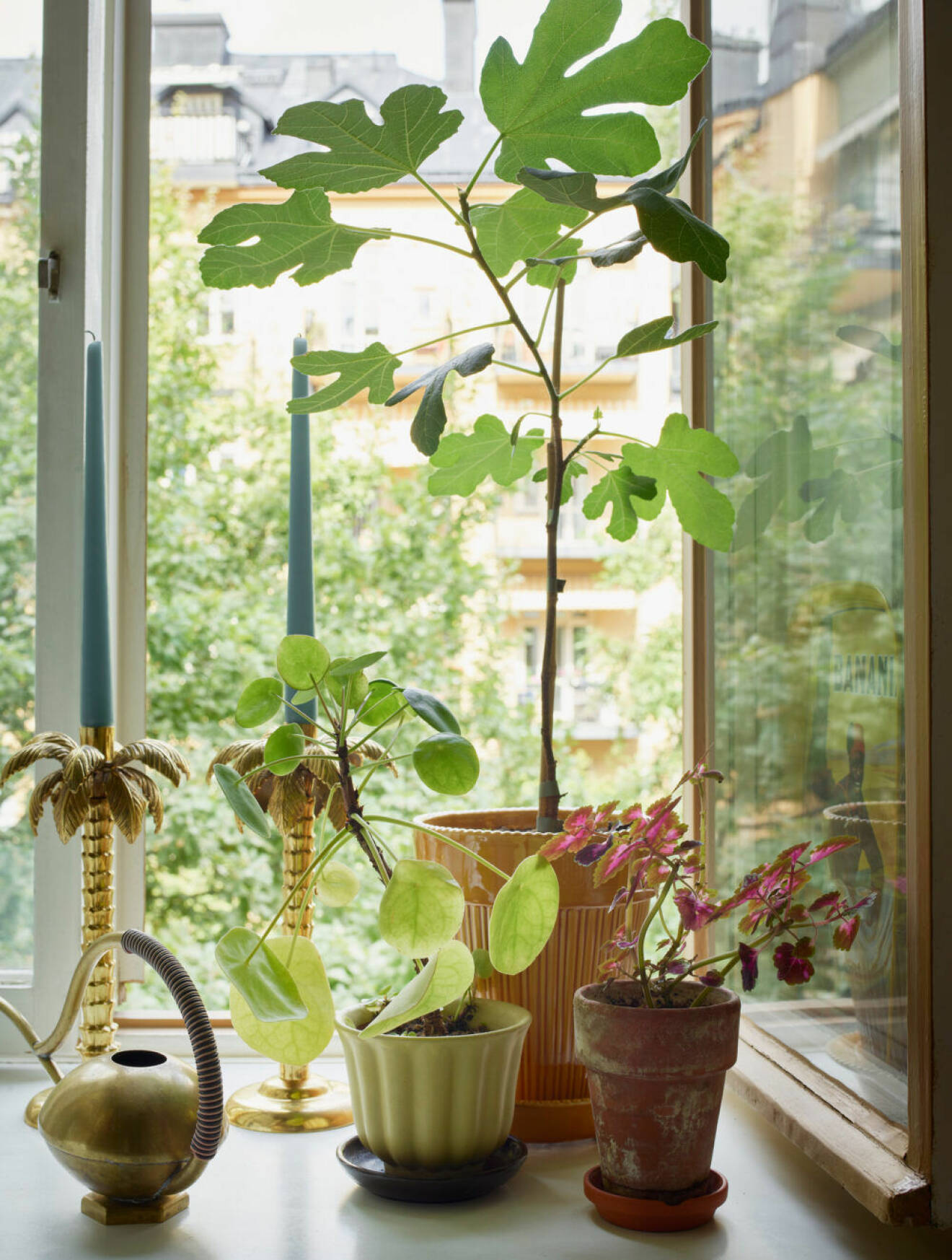 Växter och blommor i fönstret på Södermalm
