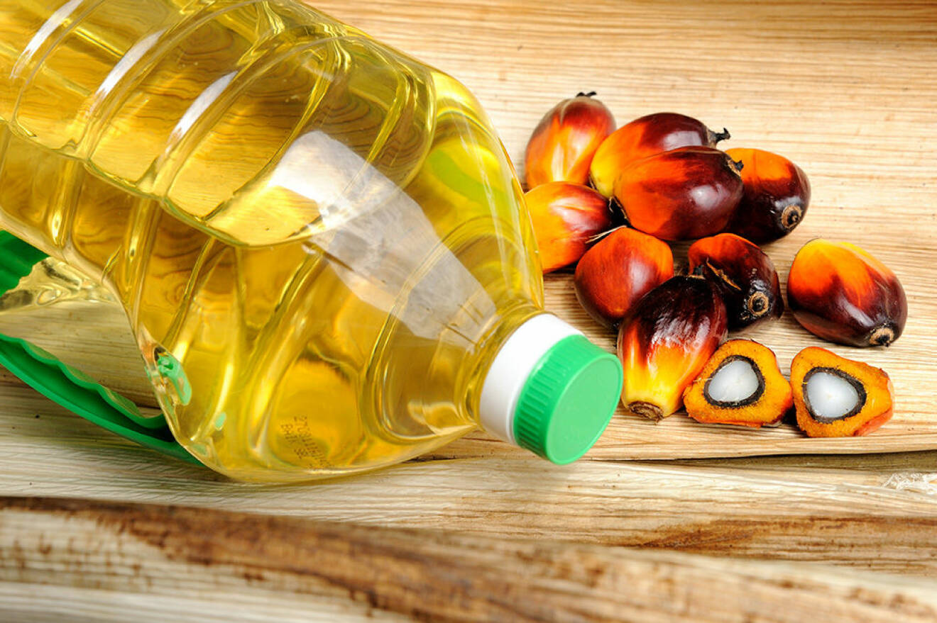 Palmolja utvinns från oljepalmens frukter och kärnor. Foto: Shutterstock