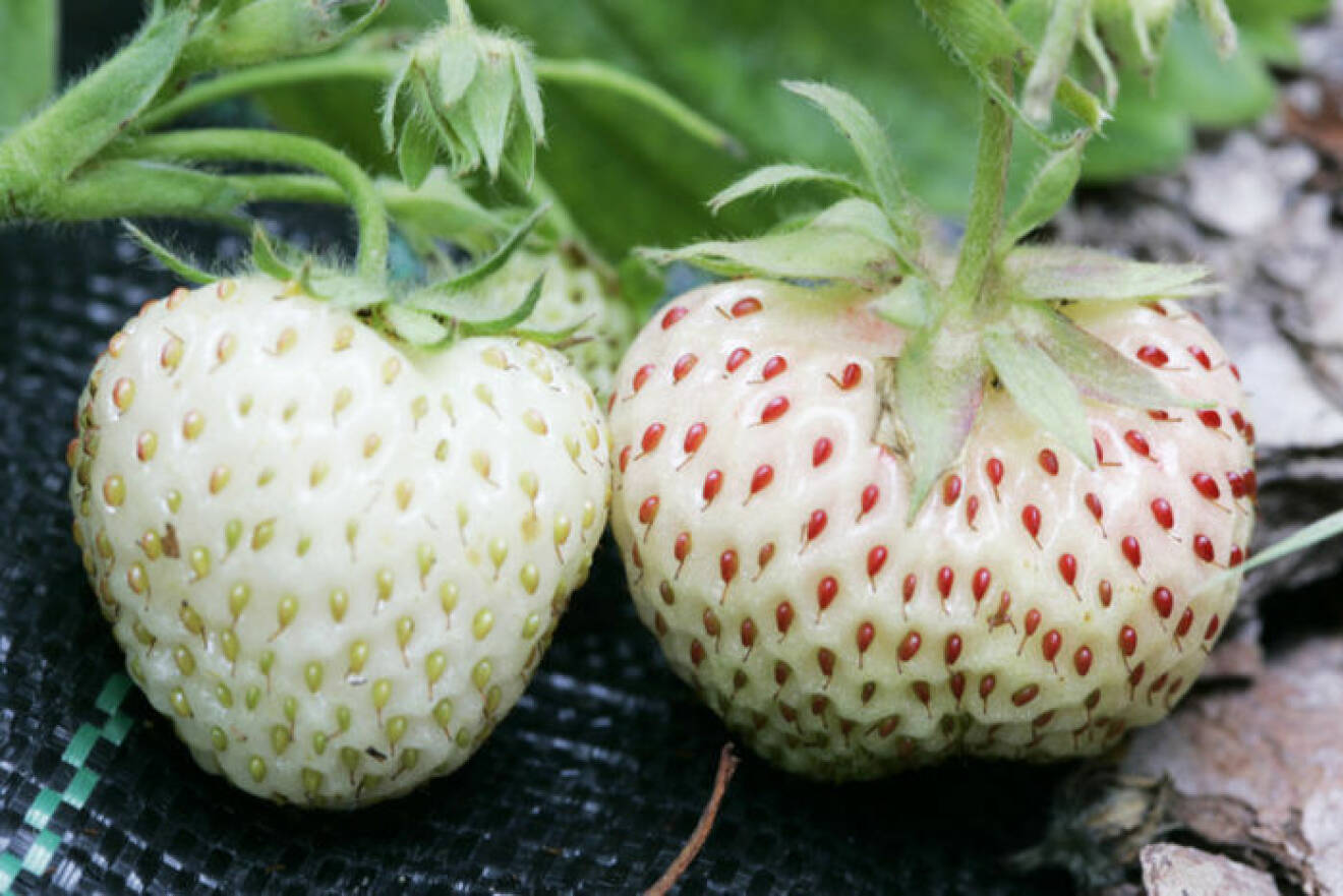 Du kan odla vita jordgubbar hemma – och baka paj med dem!