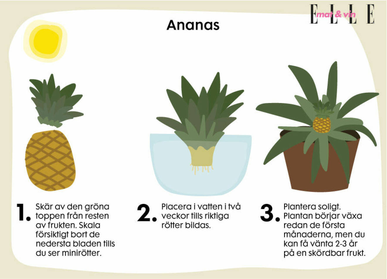 Så här odlar du ananas hemma.