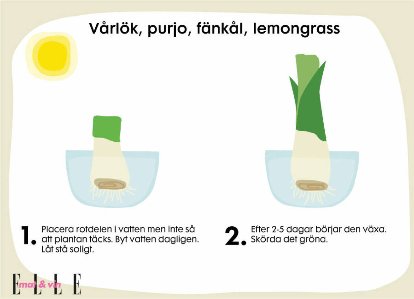 Så här odlar du vårlök, purjo, fänkål och lemongrass hemma.