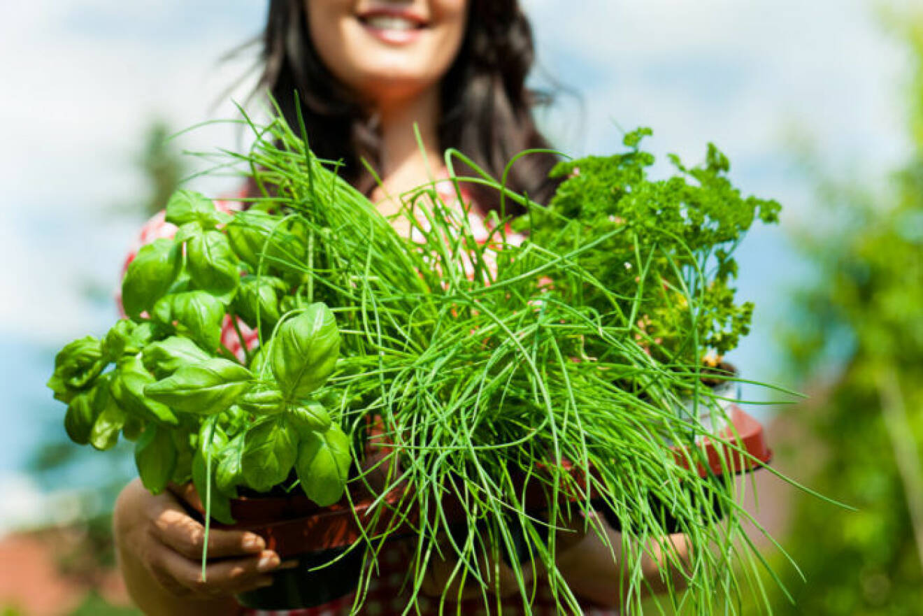 Ge kryddorna nytt liv med elchocker! Foto: Shutterstock