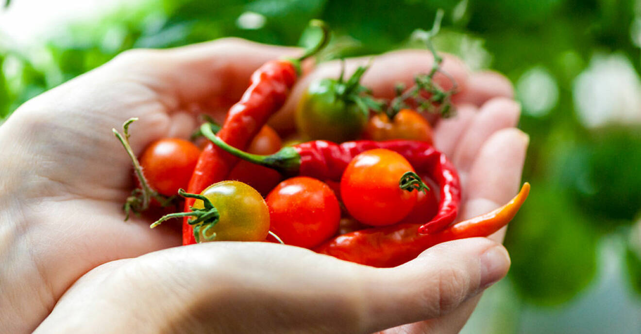 Tomater och chili är enkelt att odla.