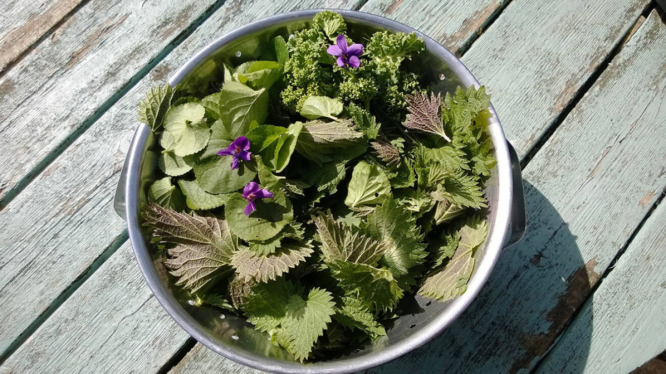A metal bowl of foraged edible flowers and plants from the home garden of nettles, violets, spinach on a vintage wooden table in the sunshine in Summer.