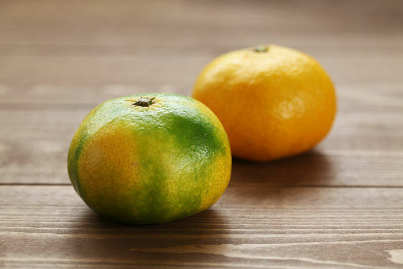 Satsuman är ljusare, ibland lite grön, och syrligare än clementinen. 