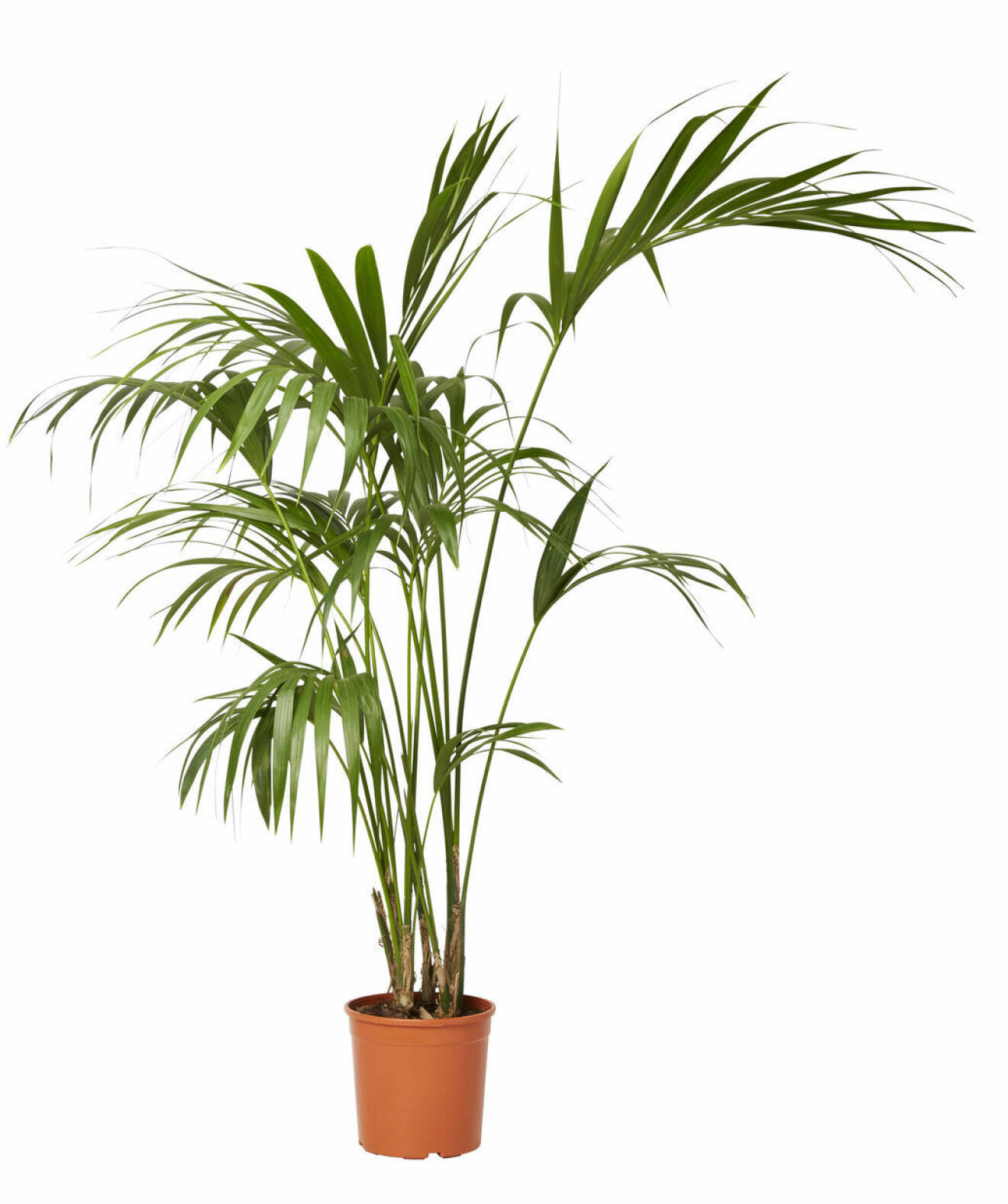 palmväxt från plantagen.