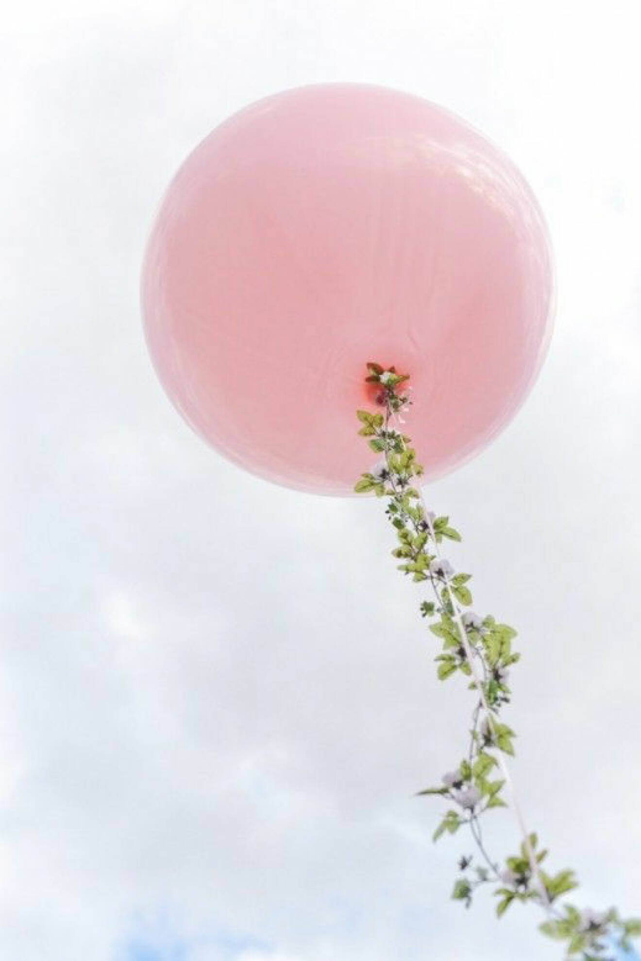 Rosa ballong.