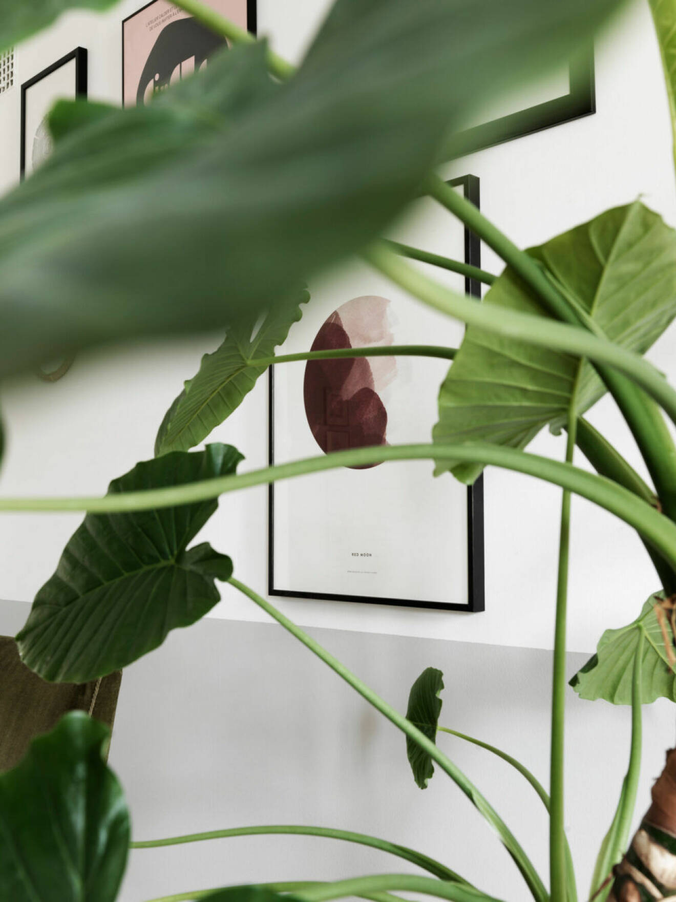 Växter i lägenheten i Malmö