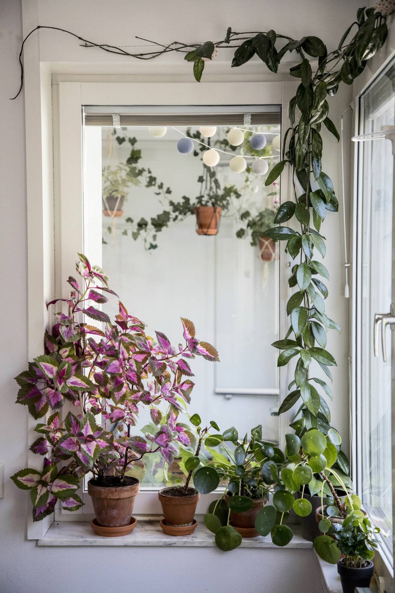 palettblad, elefantöra och klängväxter i fönstret