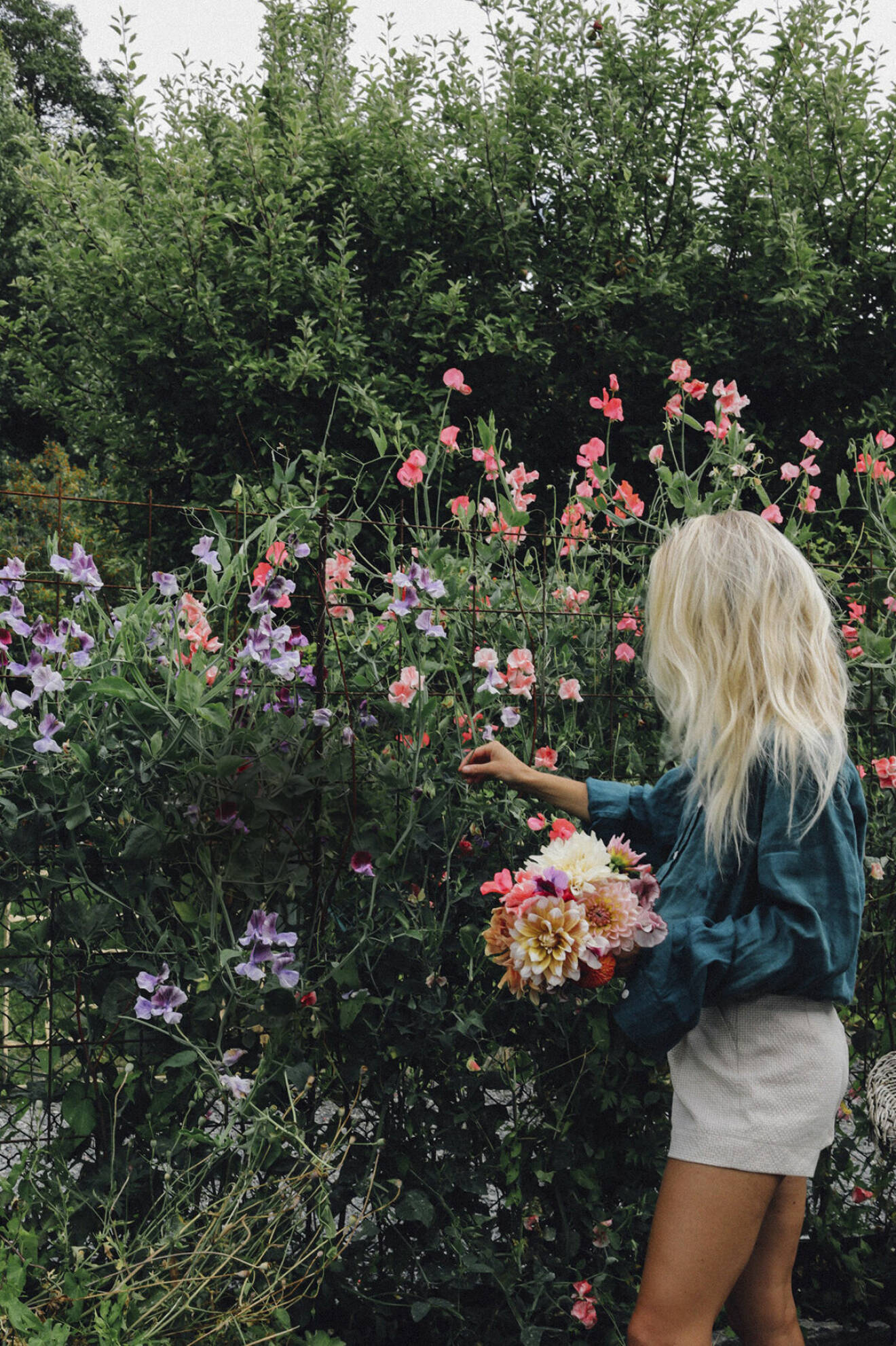 Trädgårdsinfluencern Elin Lannsjö odlar massor av luktärter i sin snittblomsodling