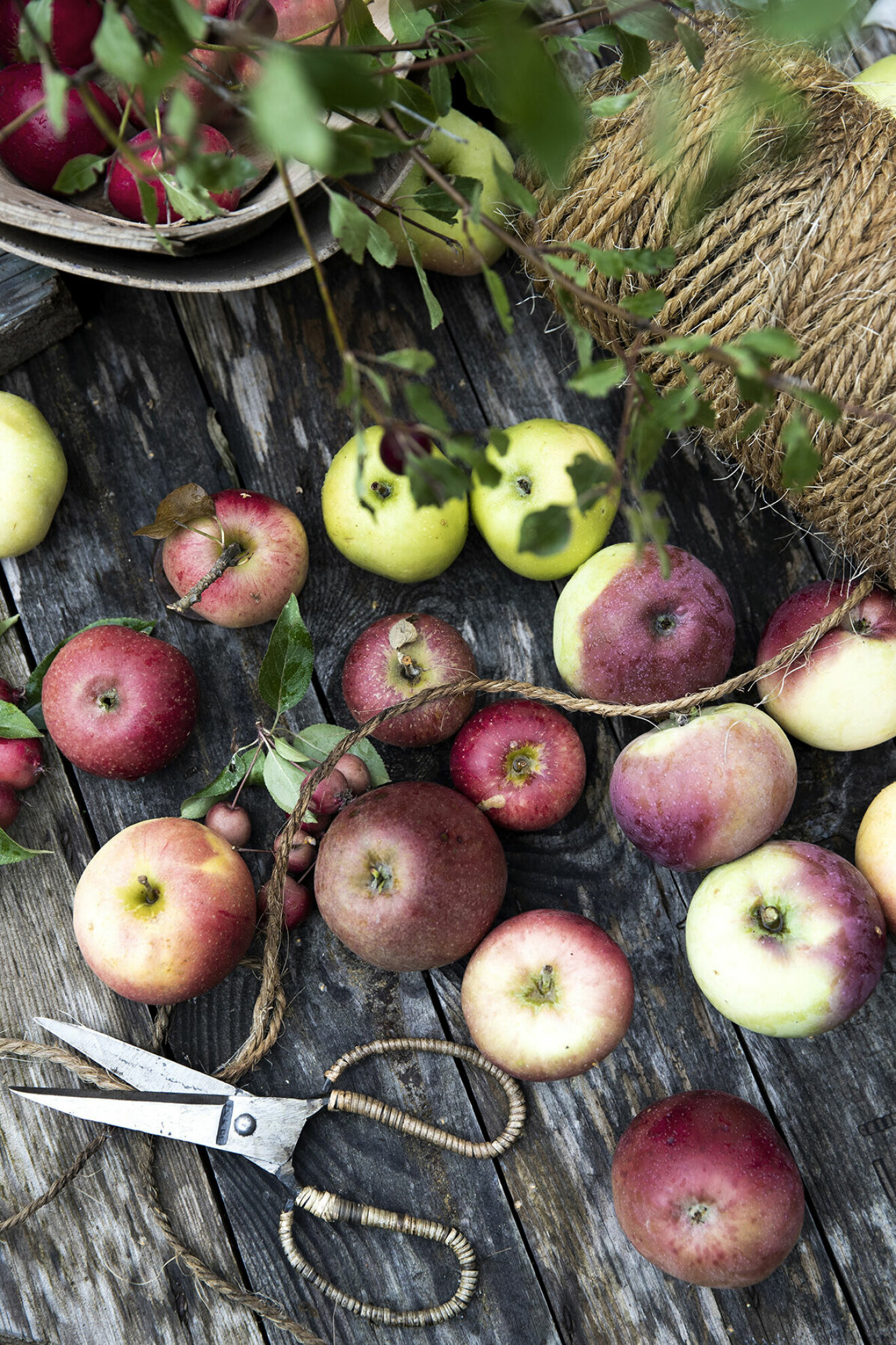 Våra nordiska äpplen klassas som några av de bästa i världen.
