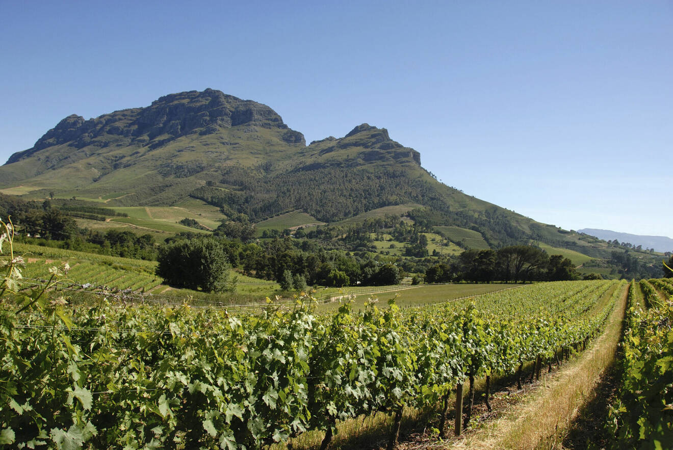 Sydafrika har några av världens äldsta jordmåner där uråldrigt material sakta pressas upp till ytan vilket ger vinmarkerna och vinerna som odlas där unika karaktärer.