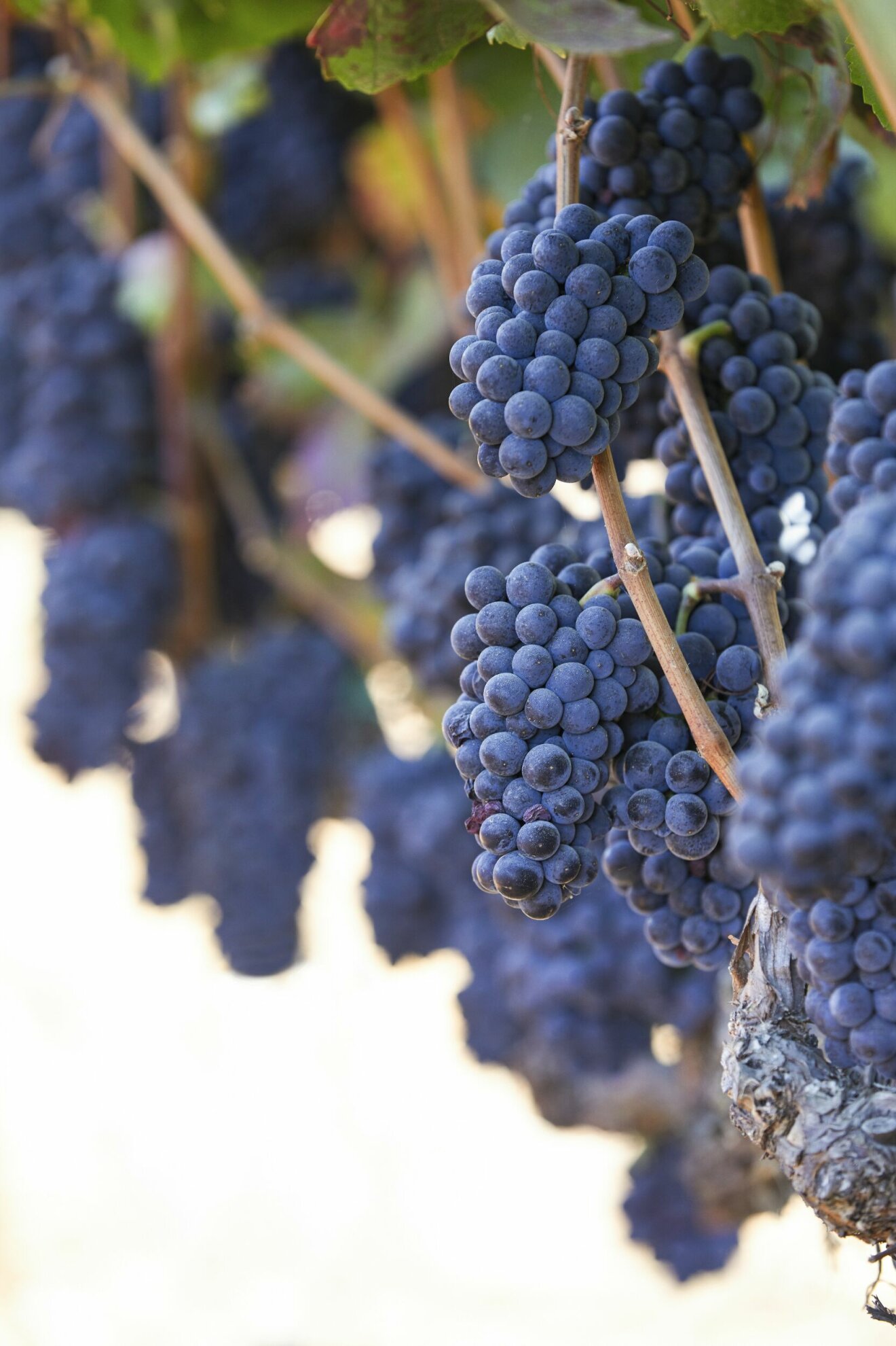 Av årets allra första skörd släpps de allra första vinerna: primeurviner, där beaujolais nouveau är de mest populära.