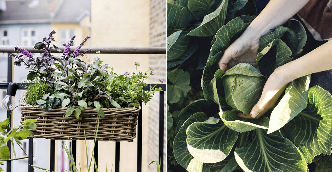 Bästa tipsen för att odla din egen köksträdgård