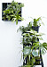 Häng växterna på väggen för en snygg hängande trädgård