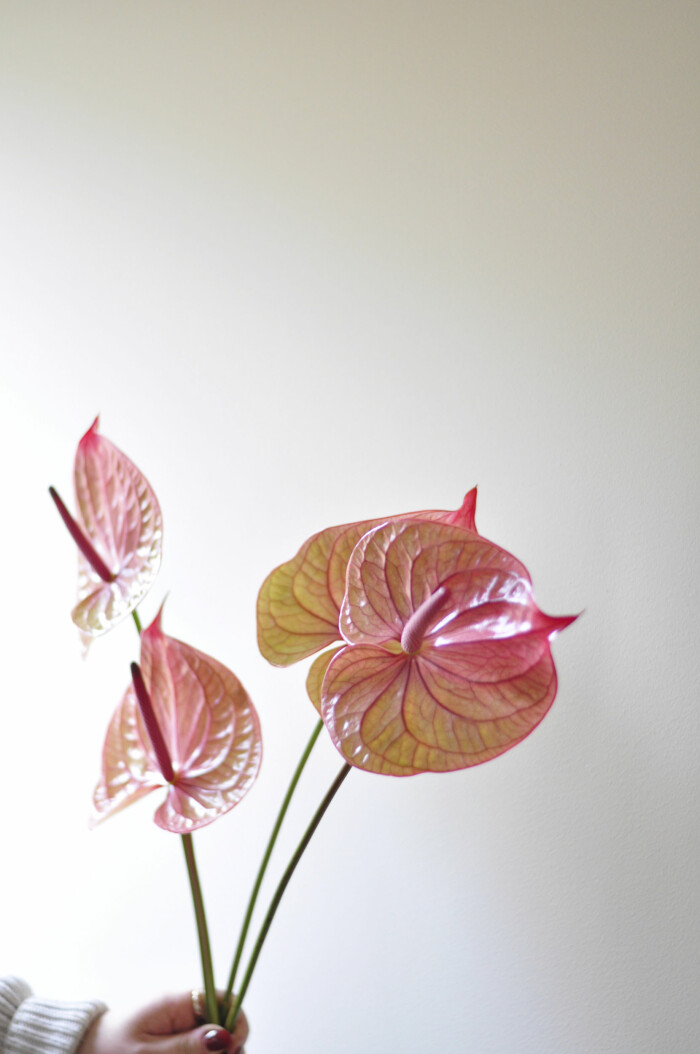 Blomtrender Sarah Angelsiöö Elle Decoration