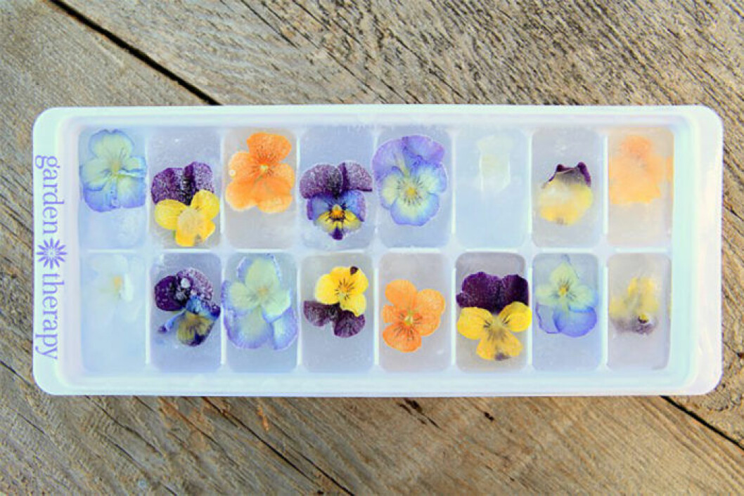 Frys in blommor till drinkarna! Via: <a href="https://gardentherapy.ca/flower-ice-cubes/?utm_source=MadMimi&utm_medium=email&utm_content=Check+Out+the+Latest+from+the+Garden+Therapy+Blog!&utm_campaign=20170515_m139258644_RSS+Feed+for+http://gardentherapy_ca/feed/&utm_term=How+to+Make+the+Perfect+Edible+Flower+Ice+Cubes" target="_blank" rel="noopener">gardentherapy</a> Frys in blommor till drinkarna!