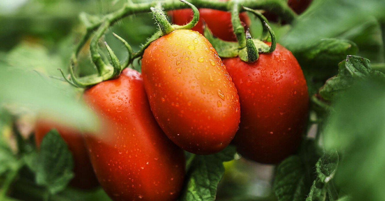 Familjeföretaget Mutti står för de bästa krossade tomaterna